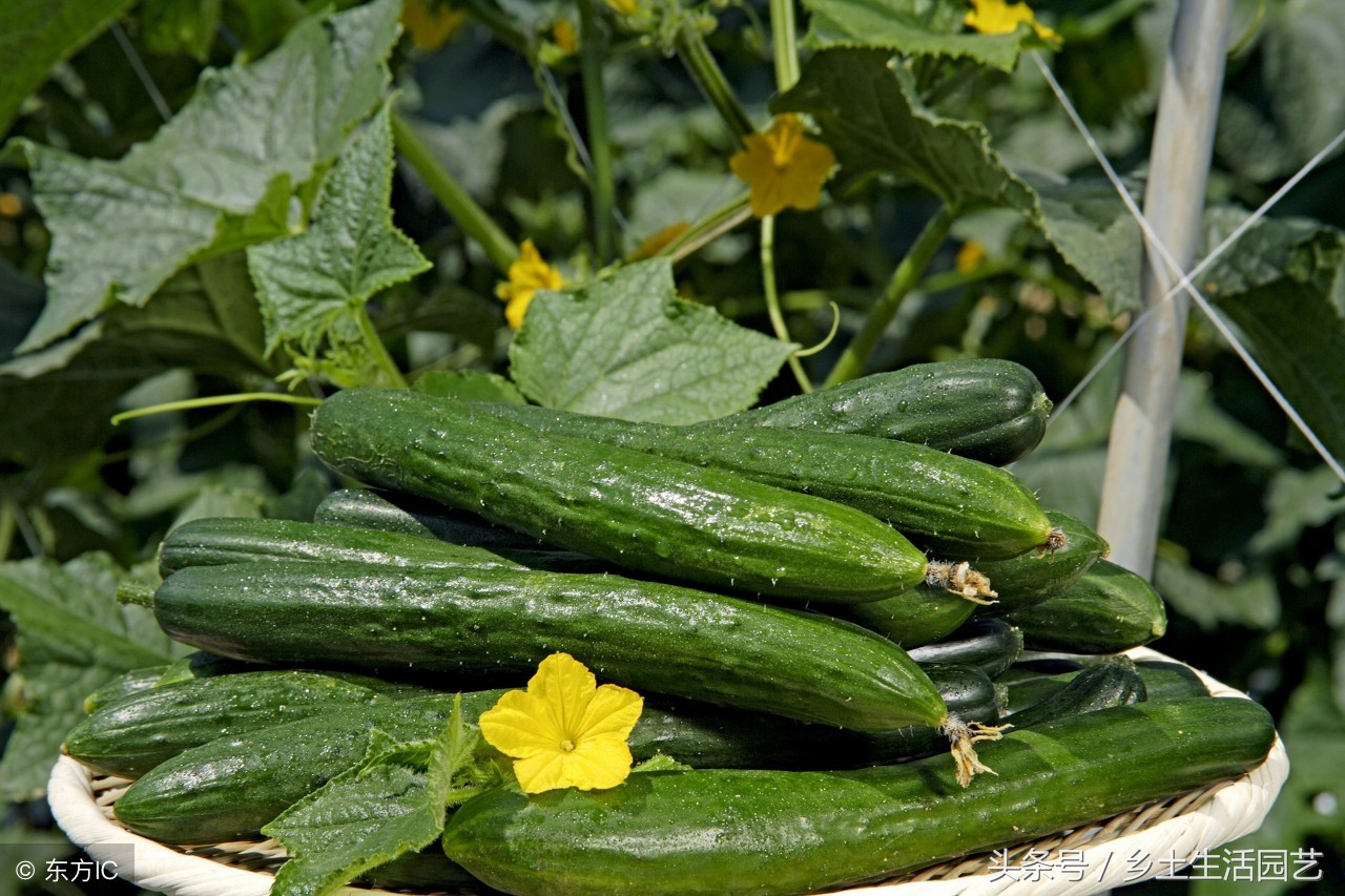 黄瓜高产秘诀根系好决定产量高,黄瓜结果后的管理