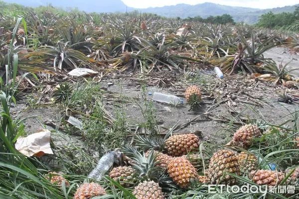 大陆帮台湾果农,台湾果农最新消息