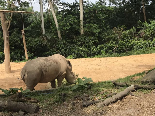 欢乐长隆，完美谢幕——郑州中学粤港澳研学报道系列五