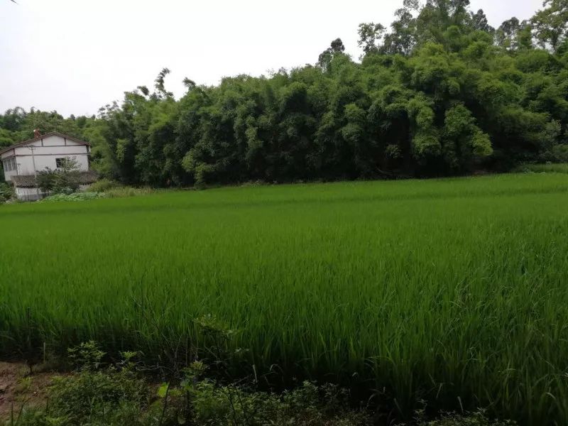 成长日记三年级下册,成长日记2026