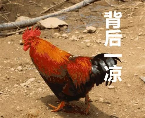 钵钵鸡是熟的菜吗,钵钵鸡算冷食还是热食