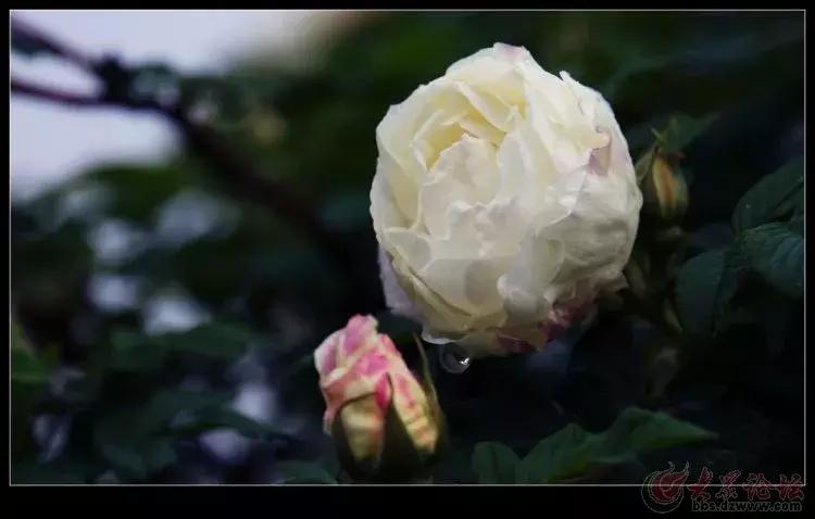 平阴玫瑰甲天下,平阴玫瑰甲天下谁题的