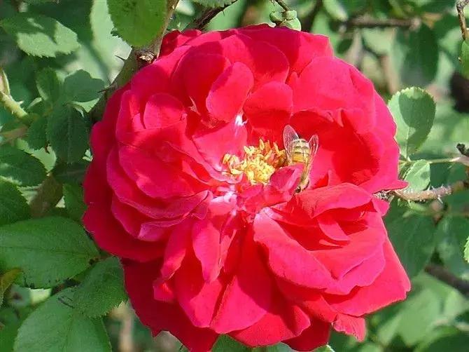 平阴玫瑰甲天下,平阴玫瑰甲天下谁题的