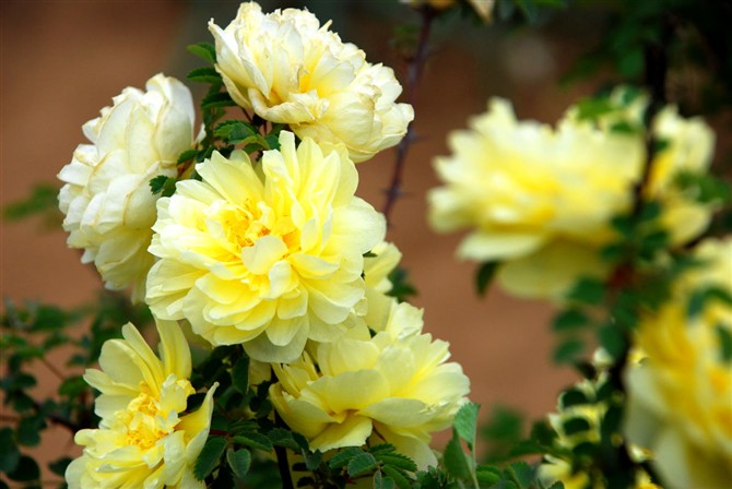 平阴玫瑰甲天下,平阴玫瑰甲天下谁题的