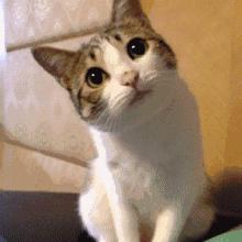 千万不要在网上买宠物,在网上买宠物被坑了怎么办