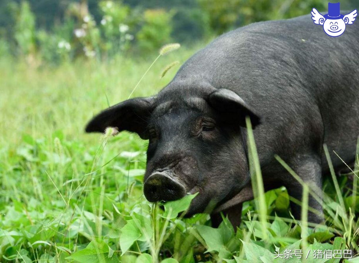 猪营养过剩会导致什么症状,猪缺水5个小时有危害吗