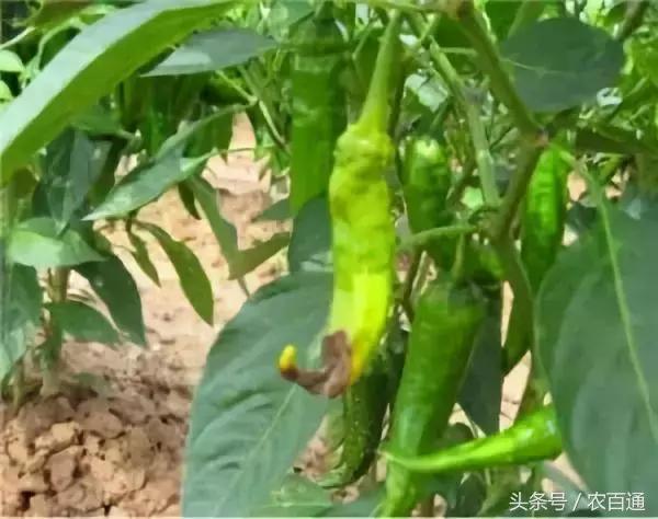 辣椒脐腐病用什么农药好呢,辣椒日灼病和脐腐病的区别