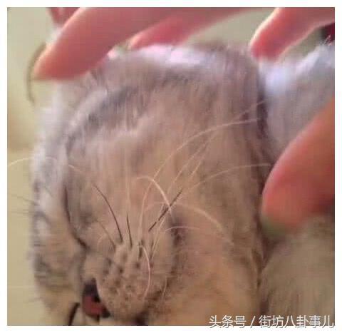 不小心把猫咪胡子薅下来了怎么办,不小心把猫咪胡子拔下来了怎么办