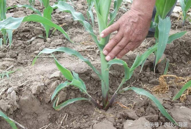 玉米长茬子怎么处理,玉米侧芽什么时候掰