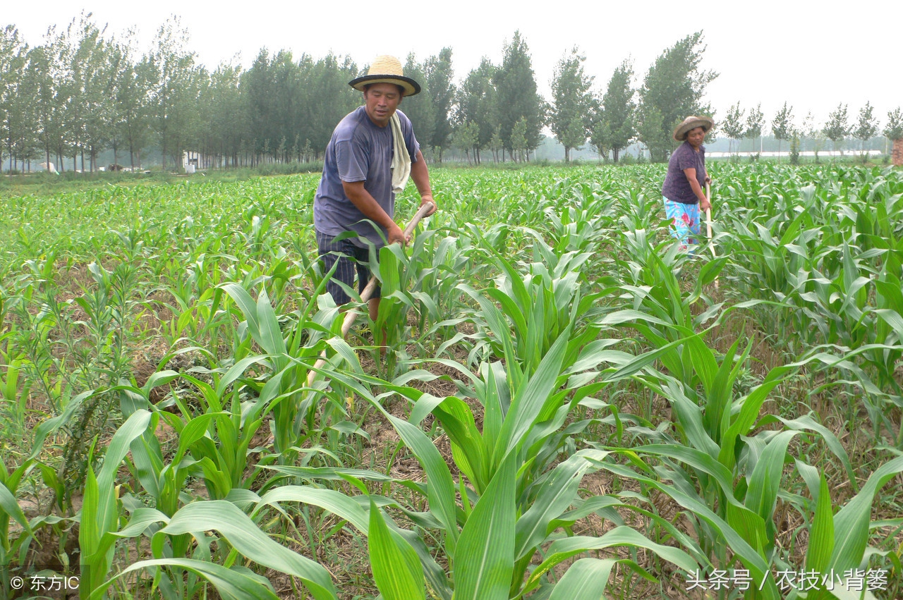 玉米长茬子怎么处理,玉米侧芽什么时候掰