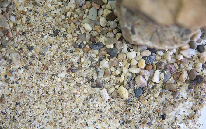 孔雀鱼缸有荷花吗,孔雀鱼缸能长绿藻吗