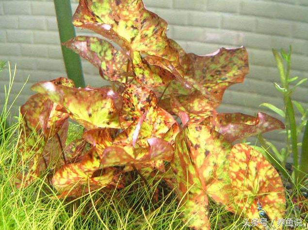 孔雀鱼缸有荷花吗,孔雀鱼缸能长绿藻吗