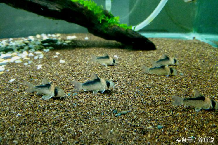 孔雀鱼缸有荷花吗,孔雀鱼缸能长绿藻吗