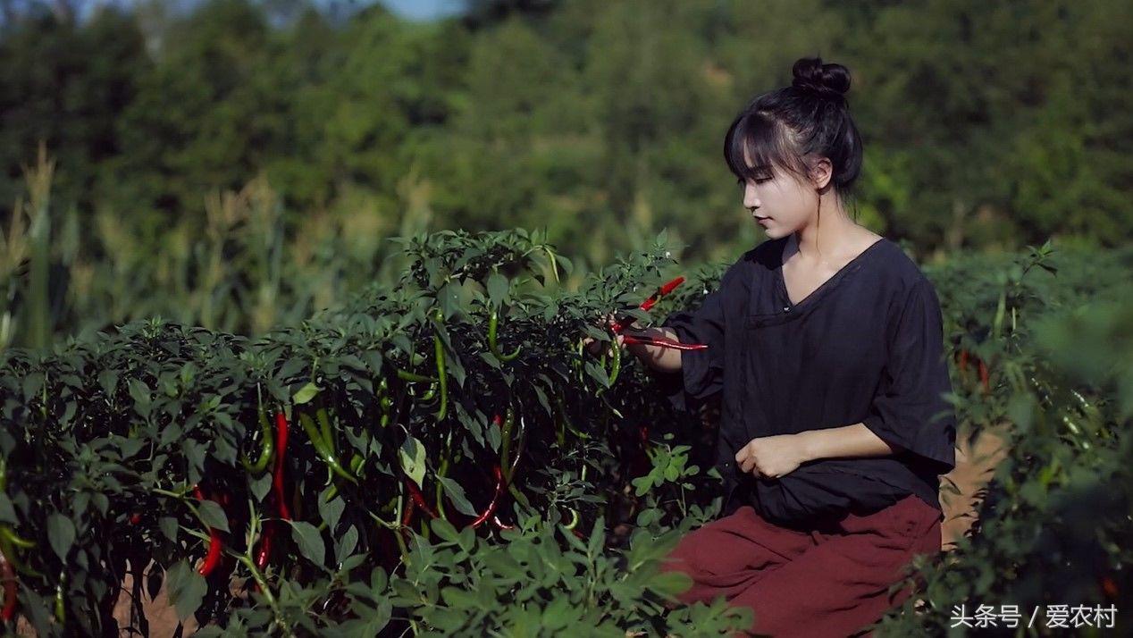 什么样的乡村生活你最向往,农村的生活是你最向往的