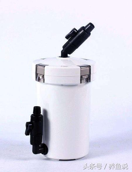 孔雀鱼缸有荷花吗,孔雀鱼缸能长绿藻吗