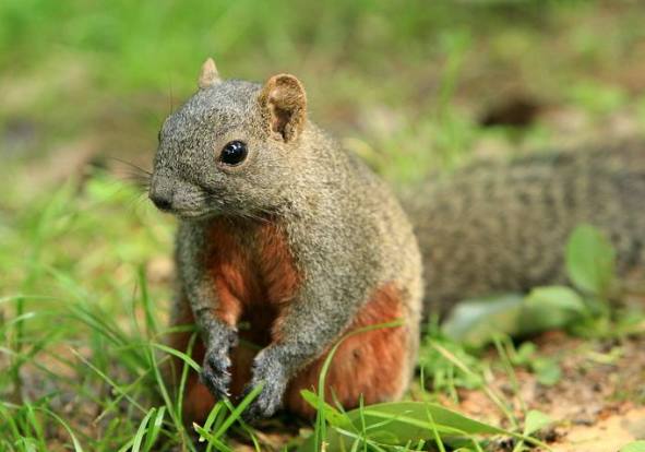 男子四川旅游，吃饭时点了一道菜，知道菜名后都舍不得吃了！