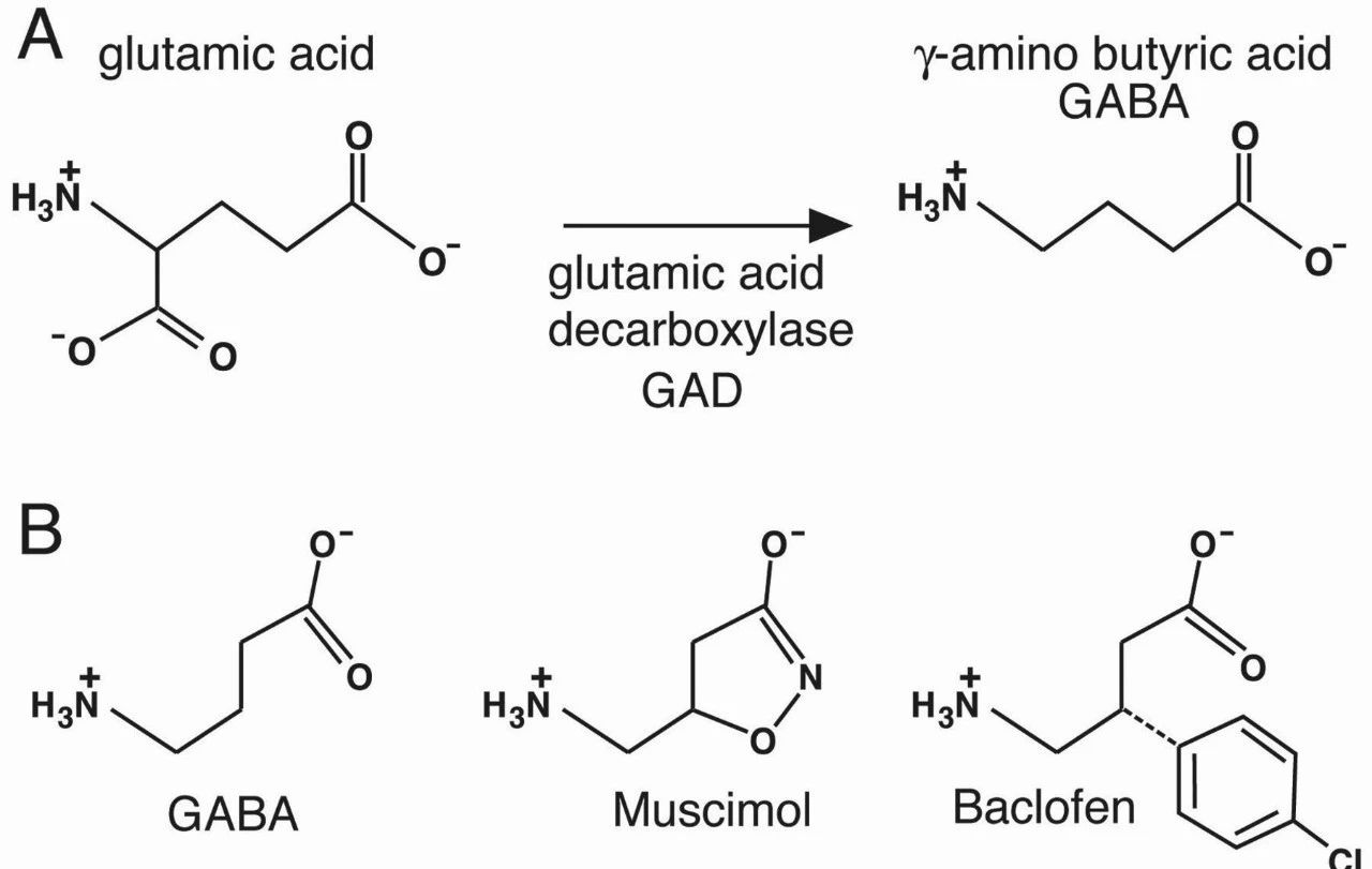 有机糙米和发芽糙米,发芽糙米是什么意思
