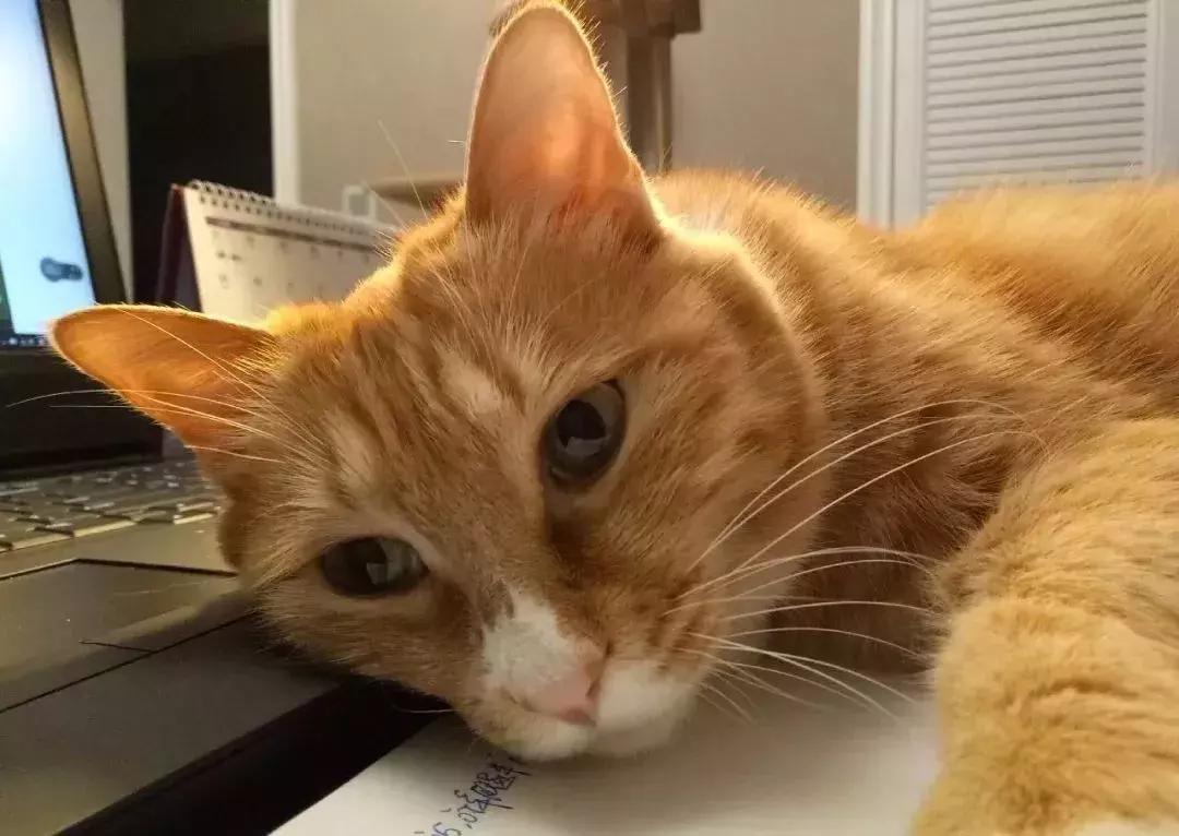 世界杯中国球迷看球赛,世界杯cctv-5直播解说