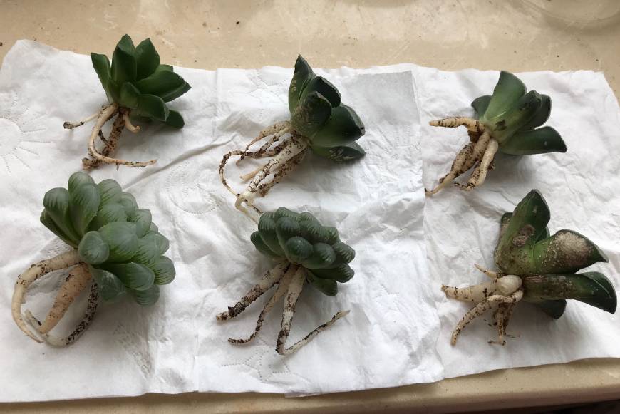 玉露烂根的养殖方法,玉露烂根能用水培吗怎么养好