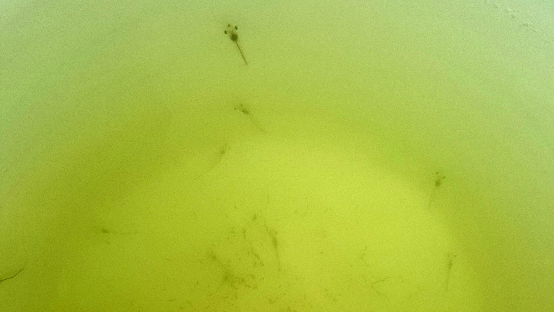 中国沿海旅行D4，天堂角到犀牛脚，人间难得一见钦州湾