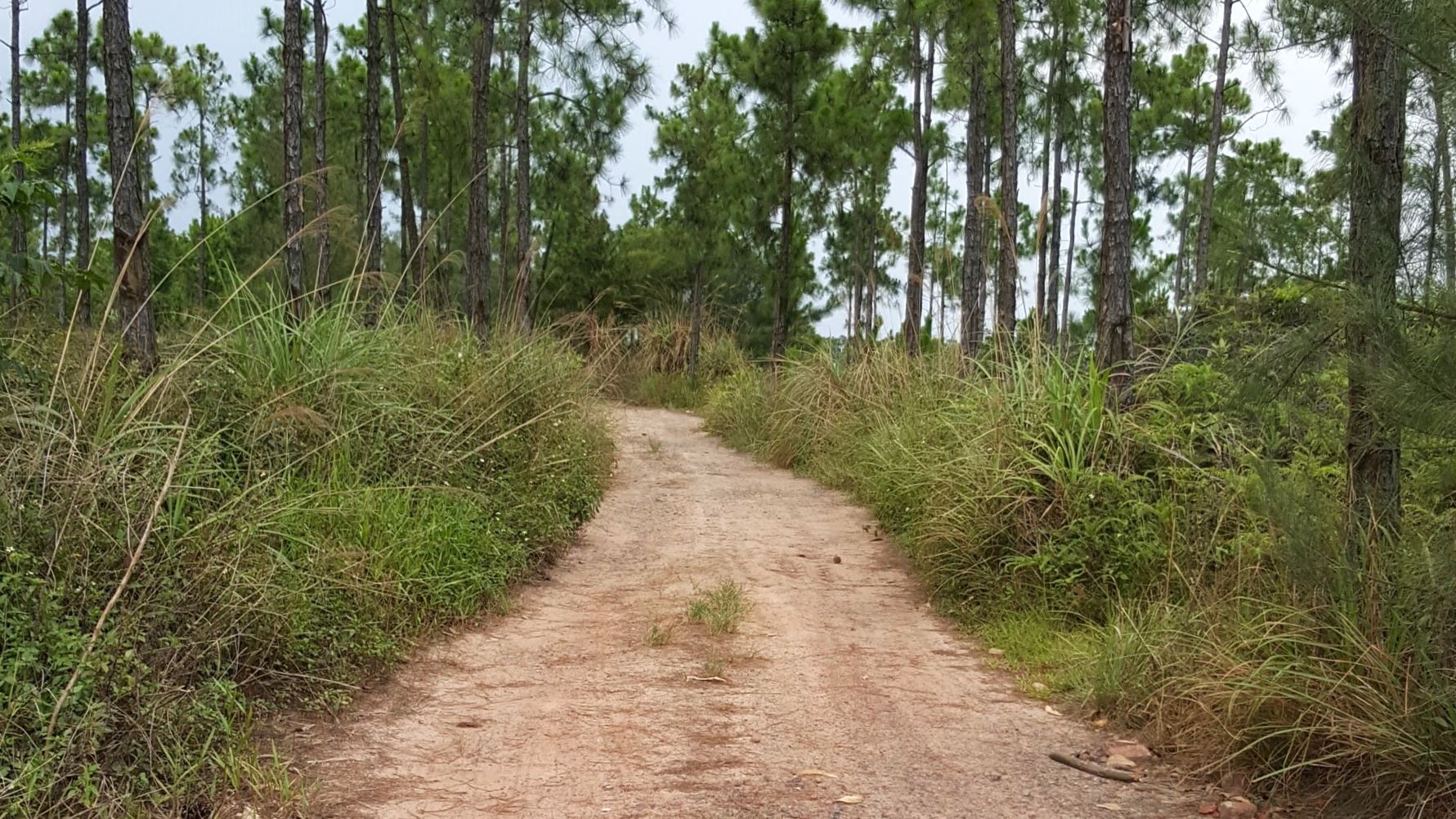 中国沿海旅行D4，天堂角到犀牛脚，人间难得一见钦州湾