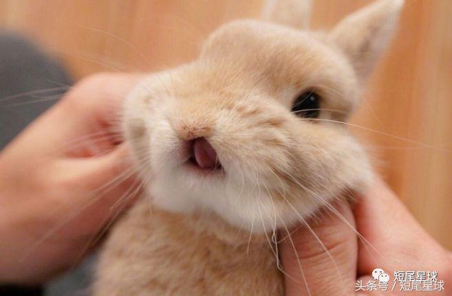 兔子温度高于多少度容易中暑,兔子中暑时有什么反应youtube