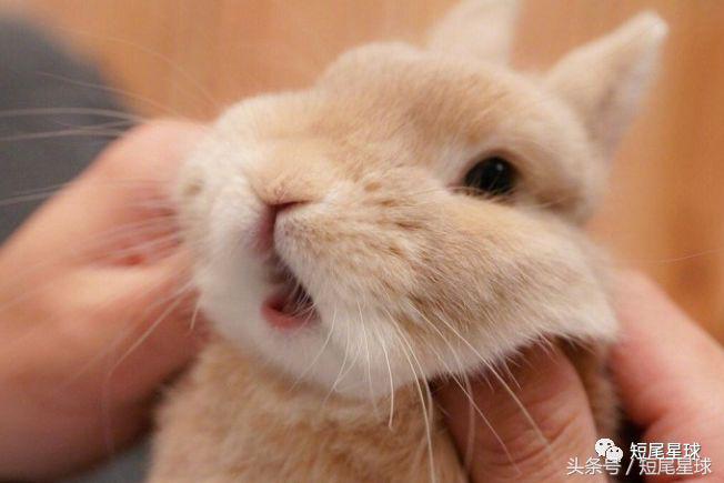 兔子温度高于多少度容易中暑,兔子中暑时有什么反应youtube