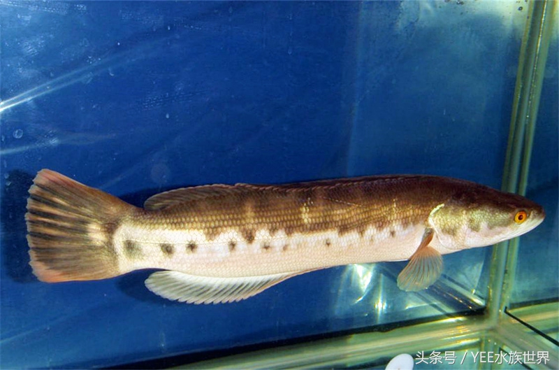 不要随意放生,不要随便放生以免破坏生态平衡