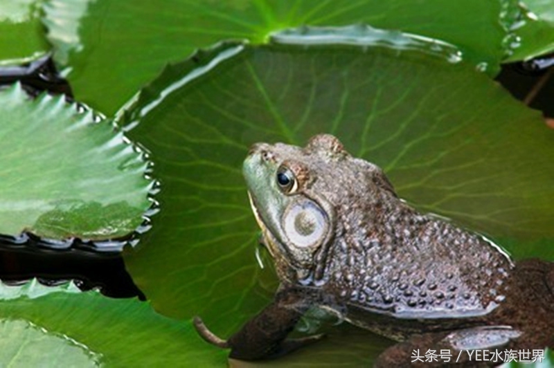 不要随意放生,不要随便放生以免破坏生态平衡