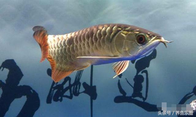 晒条丑过背，绝食自己把胡须吃了一条，手欠直接剪掉更丑了！