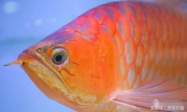 晒条丑过背，绝食自己把胡须吃了一条，手欠直接剪掉更丑了！