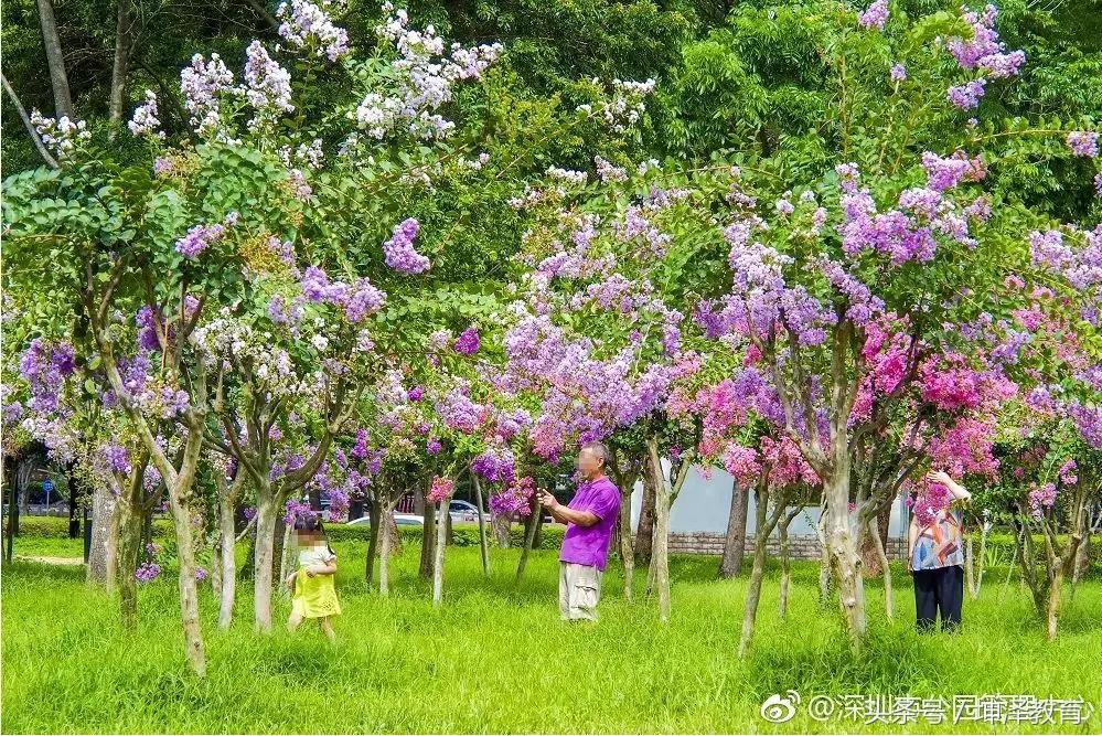 5月深圳莲花山公园赏花,深圳莲花山10月看花