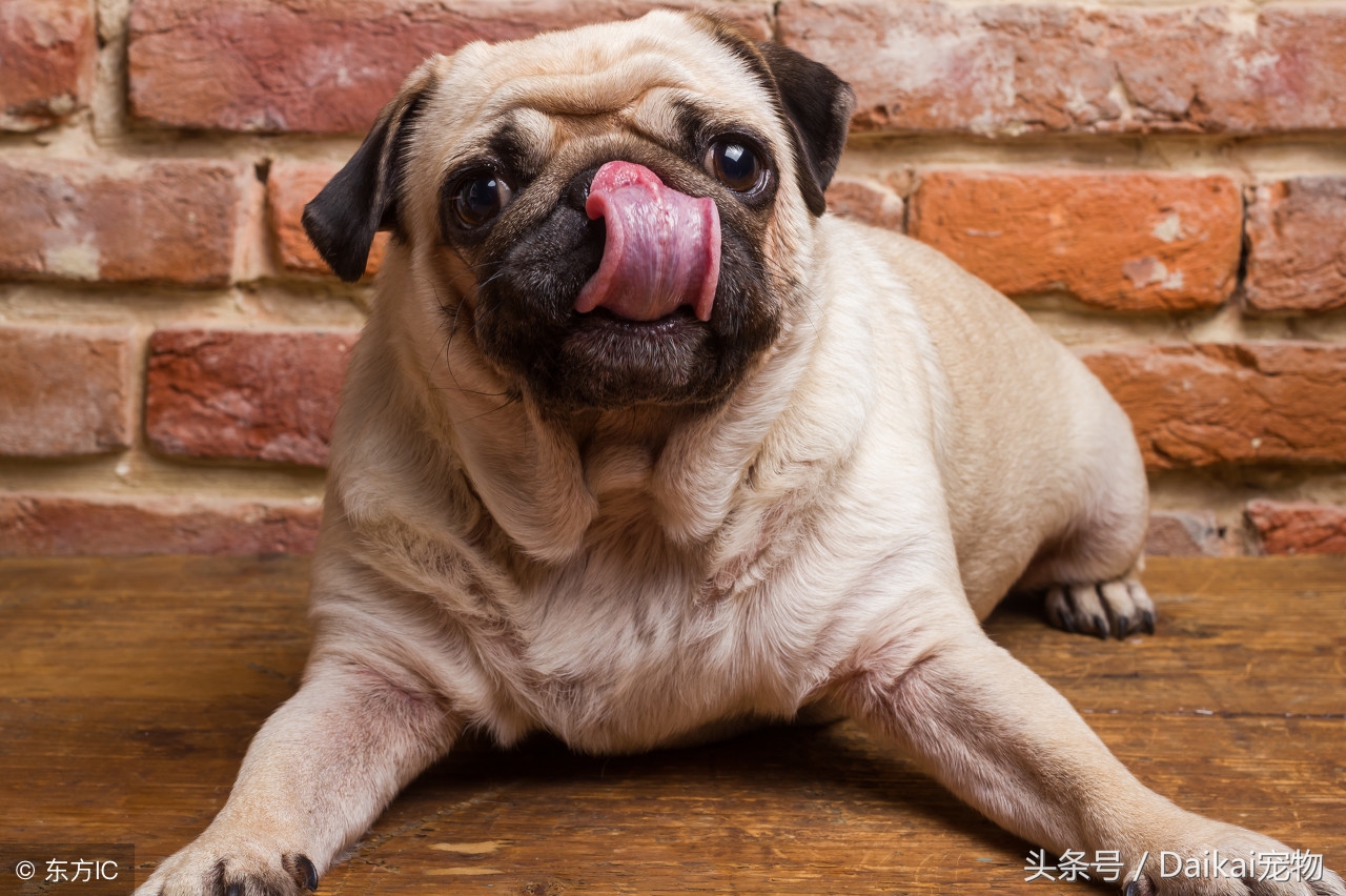 养巴哥犬注意哪些事项,饲养巴哥犬的方法和常识