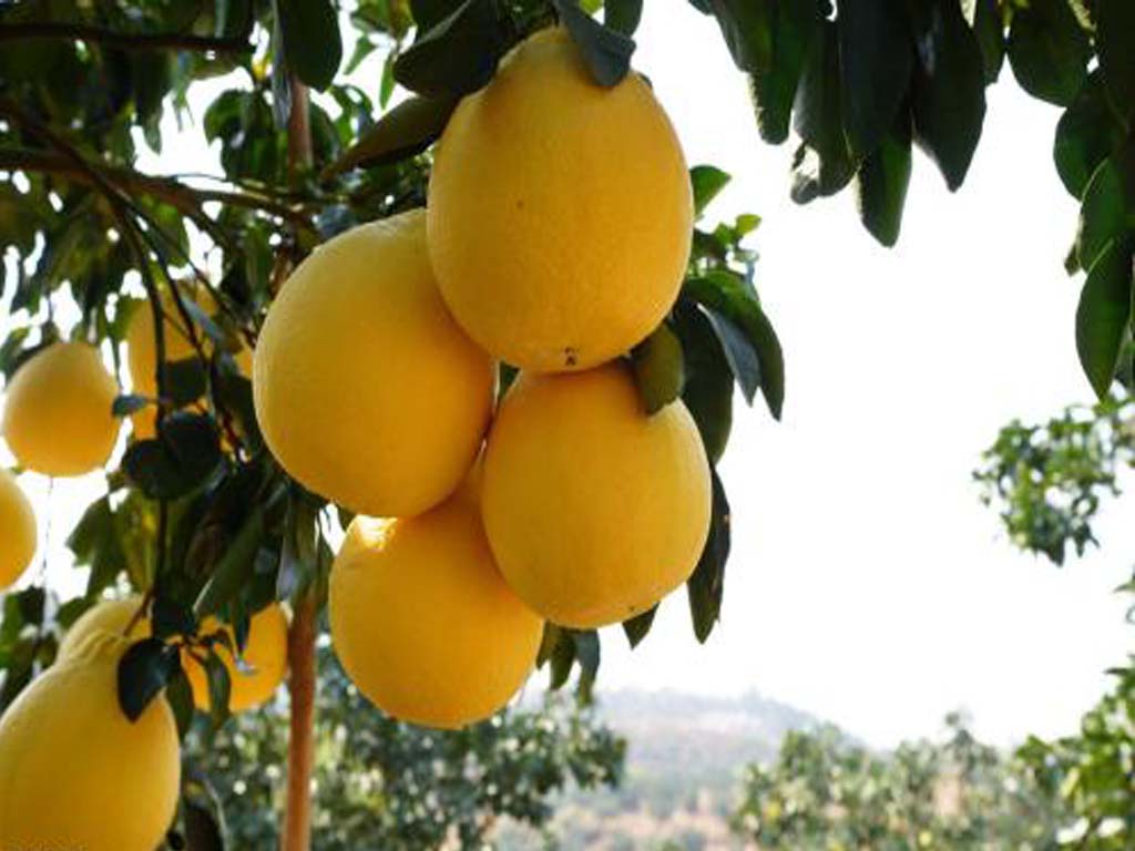 成都玉林路能带走的特产,广西玉林的特产是什么水果