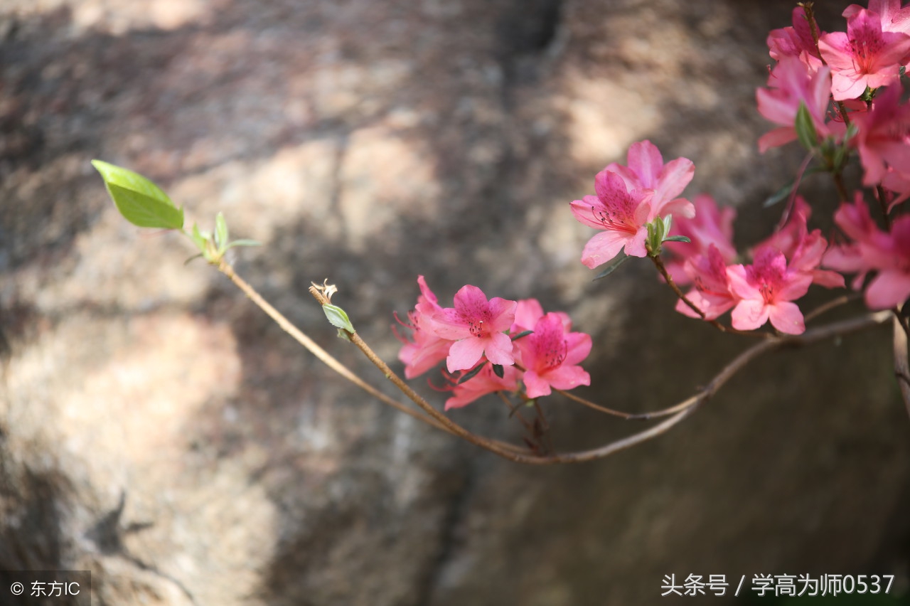 孟子古诗经典诵读,六年级经典诵读孟子上学期