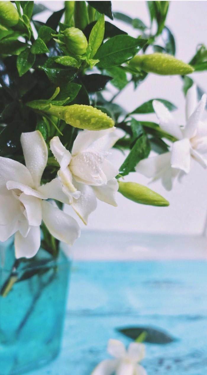 十二星座处女座和金牛座,十二星座最漂亮的插画