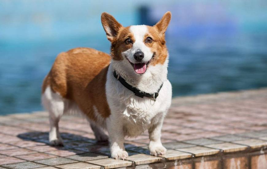 狗界中的5种小短腿狗狗,小短腿的狗都是什么狗