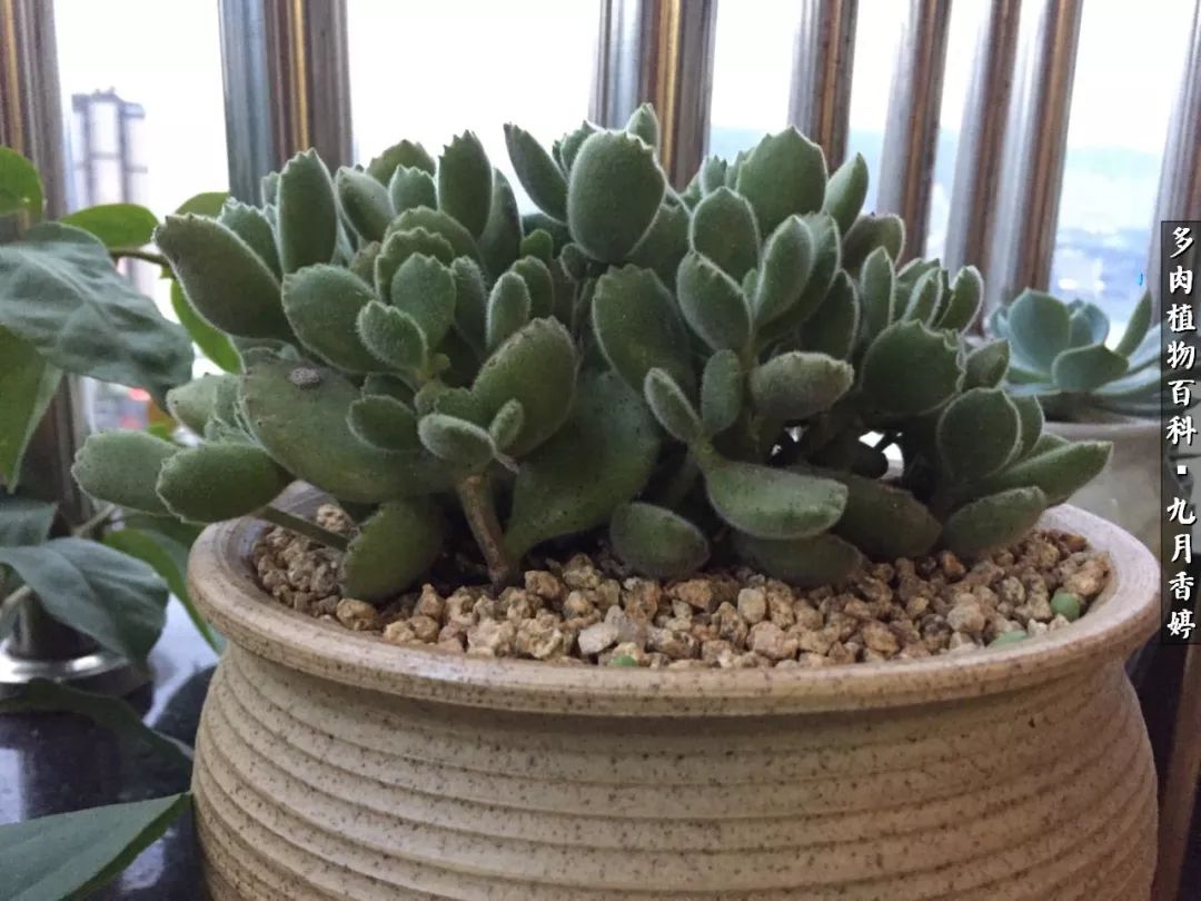 新手入坑必养多肉,刚入坑的多肉怎么养