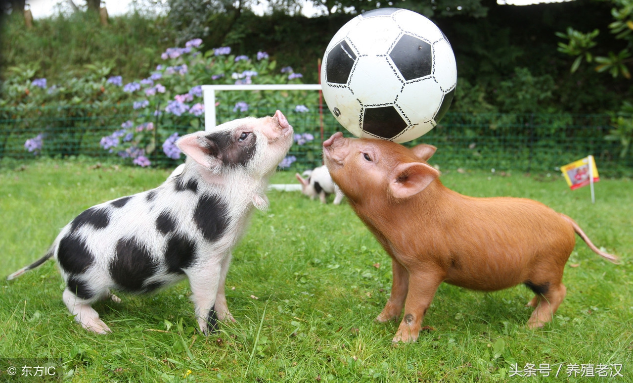 养殖户最怕的事:母猪产后瘫痪,病因和治疗方案都有了!