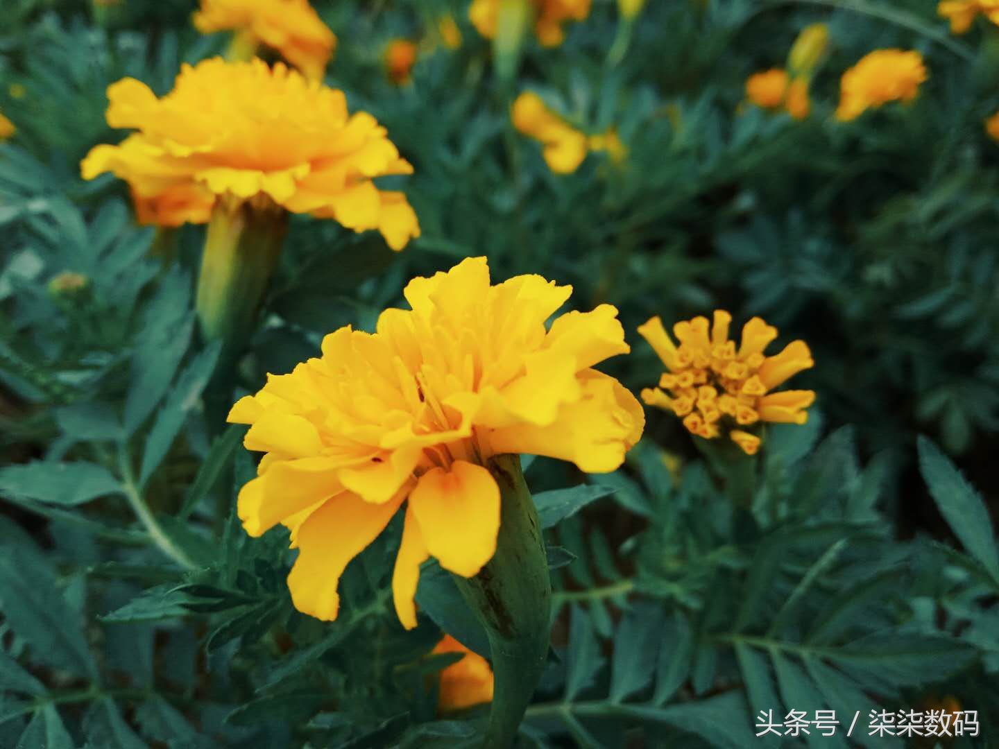 红米6a到底值不值得买,红米手机国民机