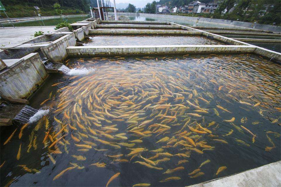 鱼塘养鱼低成本高收益,七八亩鱼塘养鱼的成本与利润