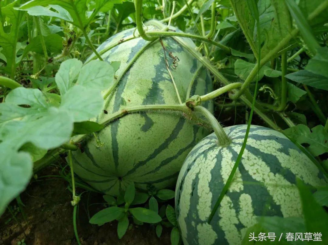 雨后复斜阳关山阵阵苍的前一句,雨后复斜阳关山阵阵苍是什么意思
