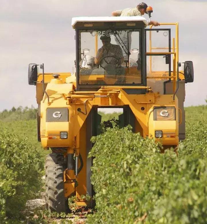 国外让人惊叹的农机收割葡萄,德国收割机收葡萄视频