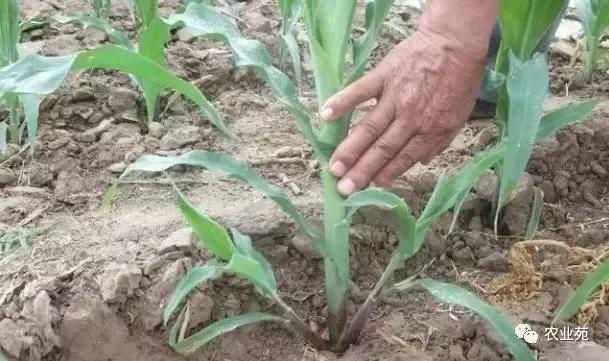 玉米打叉是怎么回事,玉米长杈子要不要给掰掉