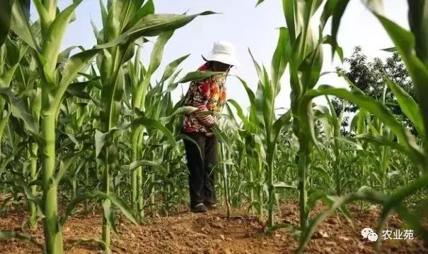 玉米打叉是怎么回事,玉米长杈子要不要给掰掉