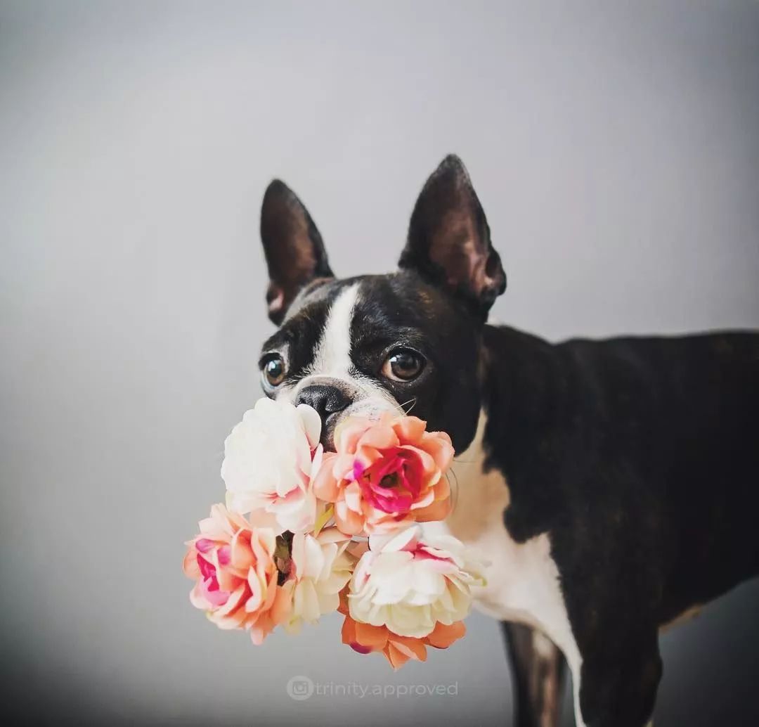 波士顿梗和法斗的串串,波士顿梗犬和法斗哪个好