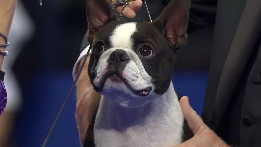 波士顿梗和法斗的串串,波士顿梗犬和法斗哪个好