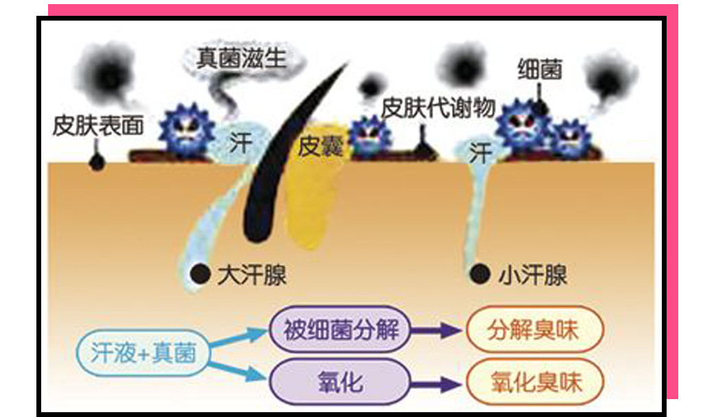 被体味毁掉的中国姑娘!
