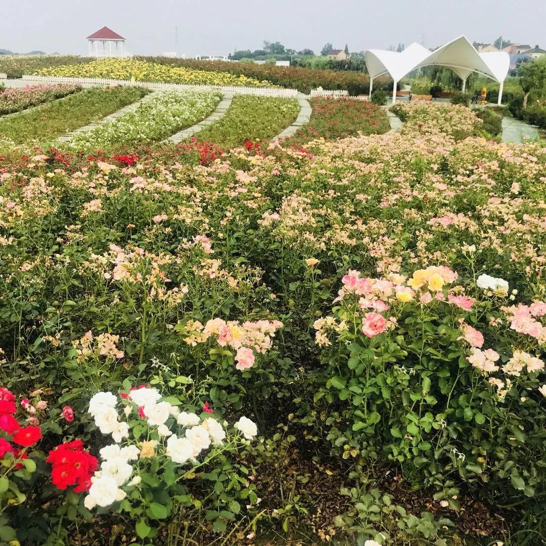 蔬果草莓采摘园,常州采摘适合夏天玩的地方