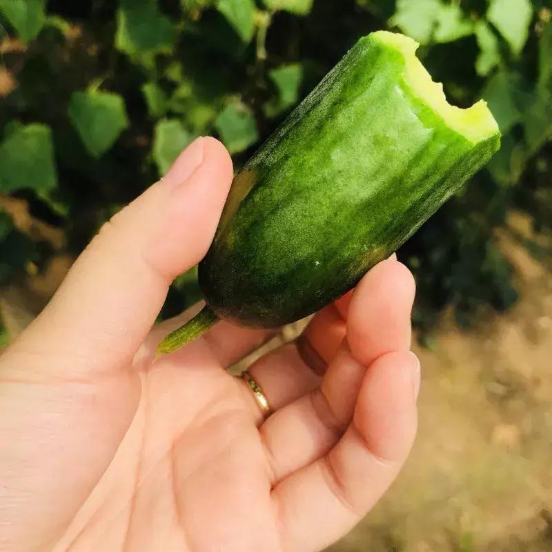 蔬果草莓采摘园,常州采摘适合夏天玩的地方